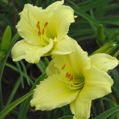 Hemerocallis Happy Returns