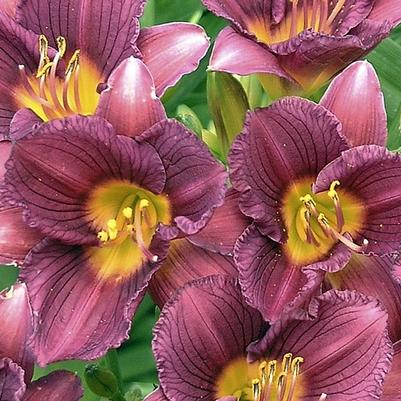 Hemerocallis Purple de Oro