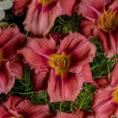 Hemerocallis Rosy Returns