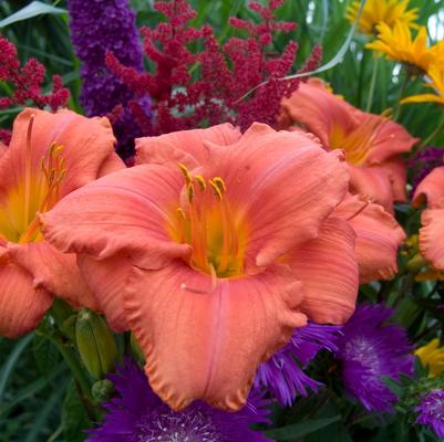 Hemerocallis South Seas