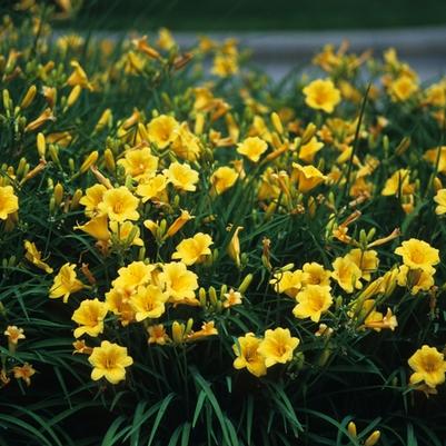 Hemerocallis Stella d' Oro