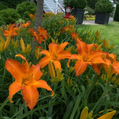 Hemerocallis Stella Supreme