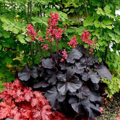 Heuchera Black Forest Cake