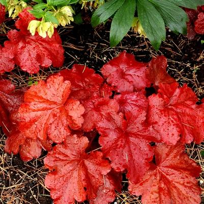 Heuchera Fire Alarm