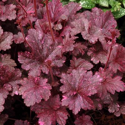 Heuchera Midnight Rose