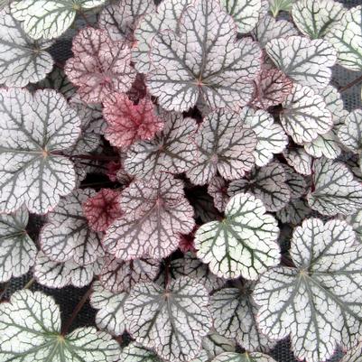 Heuchera Silver Scrolls