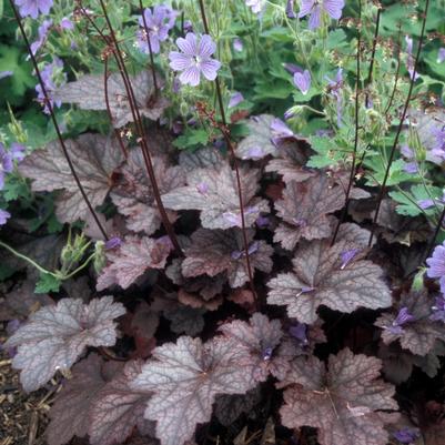 Heuchera Plum Pudding