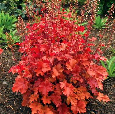 Heuchera Crisp™ Peach Crisp