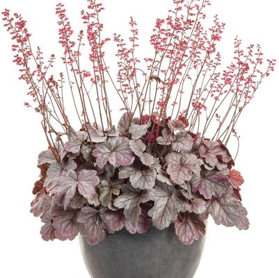 Heuchera Dolce® Silver Gumdrop