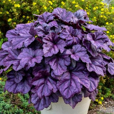 Heuchera Dolce® Wildberry