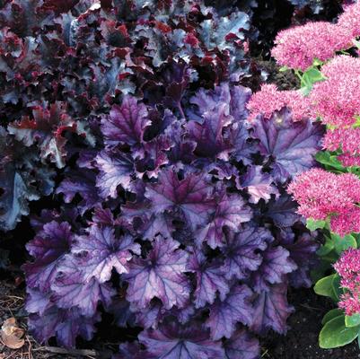 Heuchera Forever® Purple