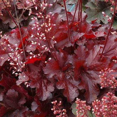 Heuchera Forever® Red