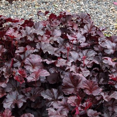 Heuchera Obsidian