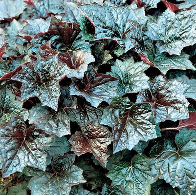 Heuchera americana Palace Purple