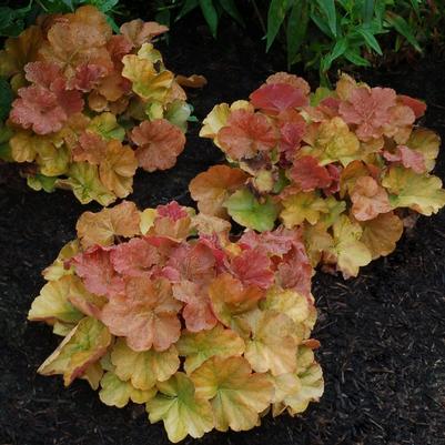 Heuchera Northern Exposure™ Amber