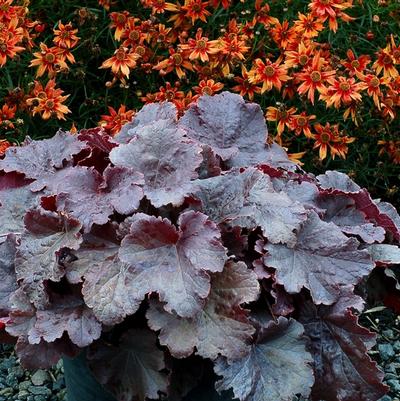 Heuchera Northern Exposure™ Black