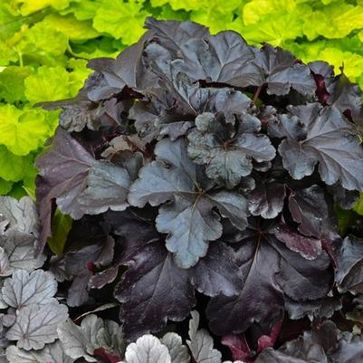 Heuchera Primo® Black Pearl