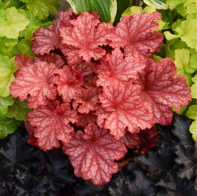 Heuchera Primo® Peachberry Ice