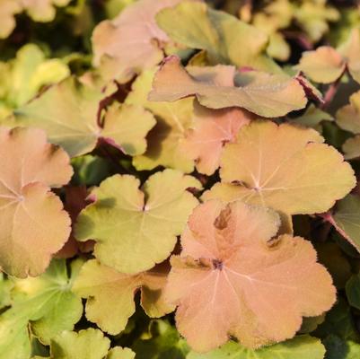 Heuchera Caramel