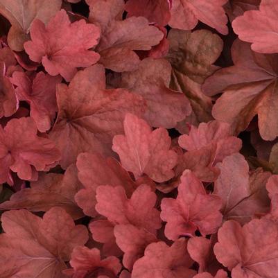 Heuchera Carnival Cinnamon Stick