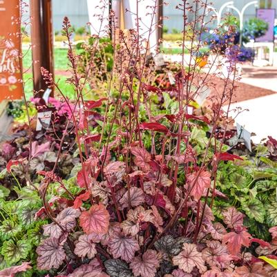 Heuchera Carnival Watermelon