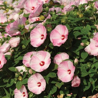 Hibiscus moscheutos Luna™ Pink Swirl