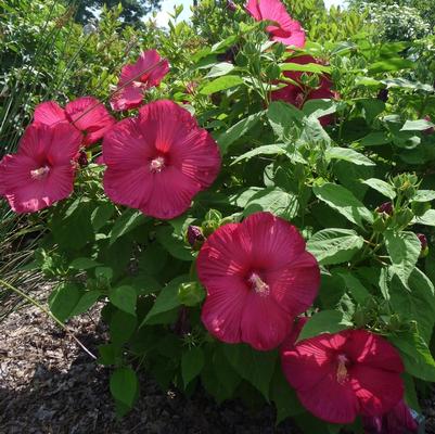 Hibiscus moscheutos Luna™ Red