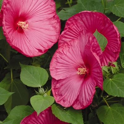 Hibiscus moscheutos Luna™ Rose