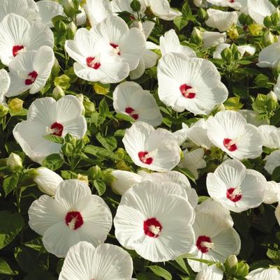 Hibiscus moscheutos Luna™ White