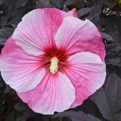 Hibiscus Starry Starry Night