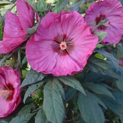 Hibiscus Summerific® Berry Awesome