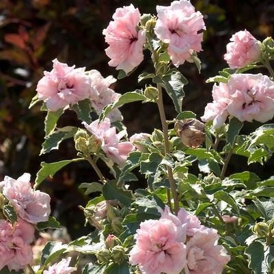 Hibiscus syriacus Sugar Tip®