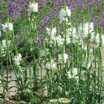 Physostegia virginiana Miss Manners