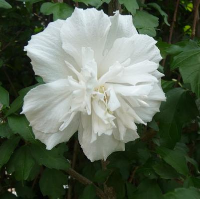 Hibiscus syriacus Jeanne de Arc