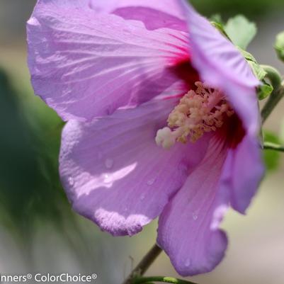 Hibiscus Full Blast®