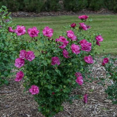 Hibiscus syriacus Magenta Chiffon®