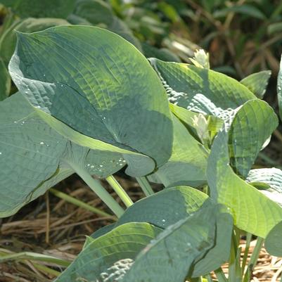 Hosta Abiqua Drinking Gourd