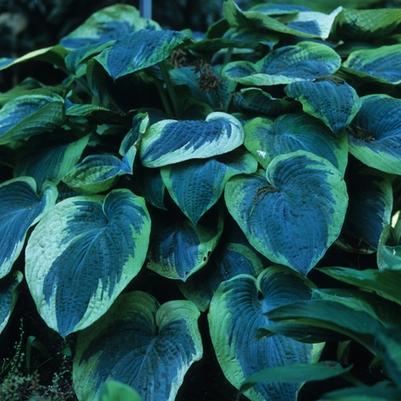 Hosta American Halo