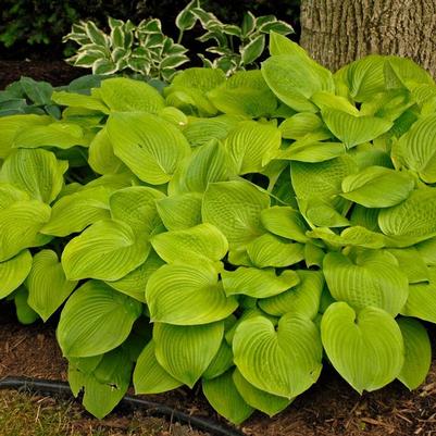 Hosta August Moon