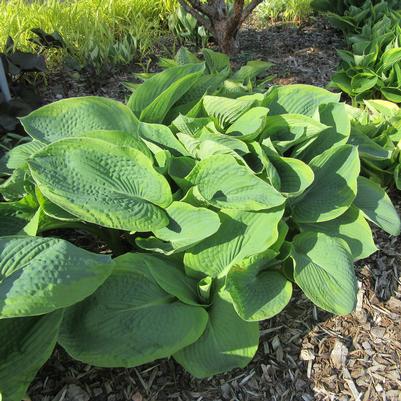 Hosta Big Daddy