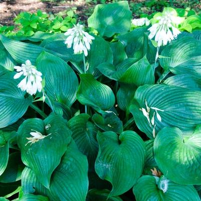 Hosta Blue Angel