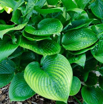 Hosta Blue Hawaii