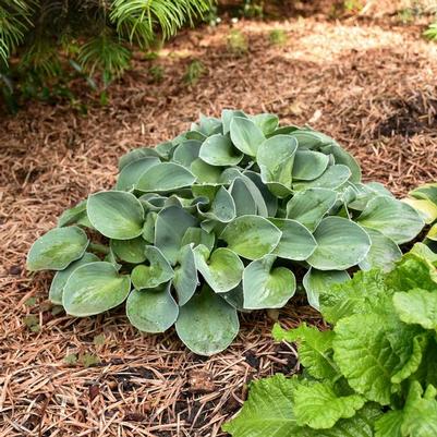 Hosta Blue Mouse Ears