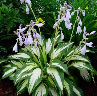 Hosta Christmas Candy