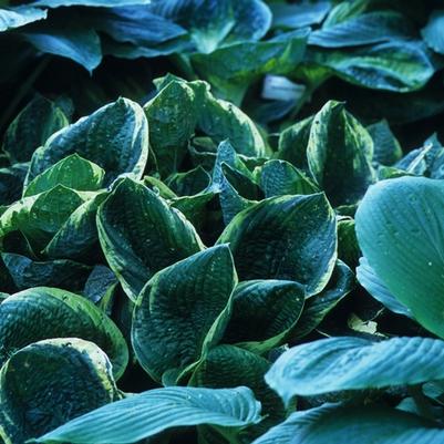 Hosta Christmas Tree