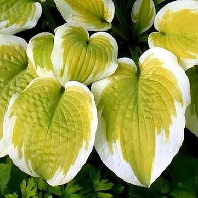 Hosta Delta Dawn