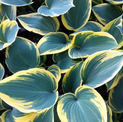 Hosta First Frost