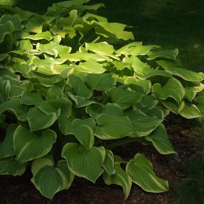 Hosta Fragrant Bouquet