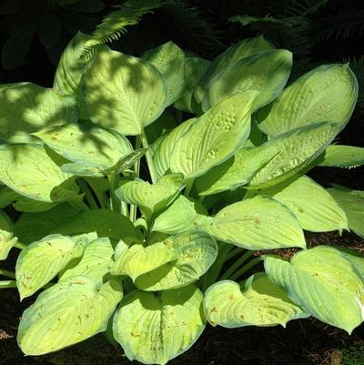 Hosta Gold Standard