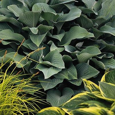 Hosta Krossa Regal